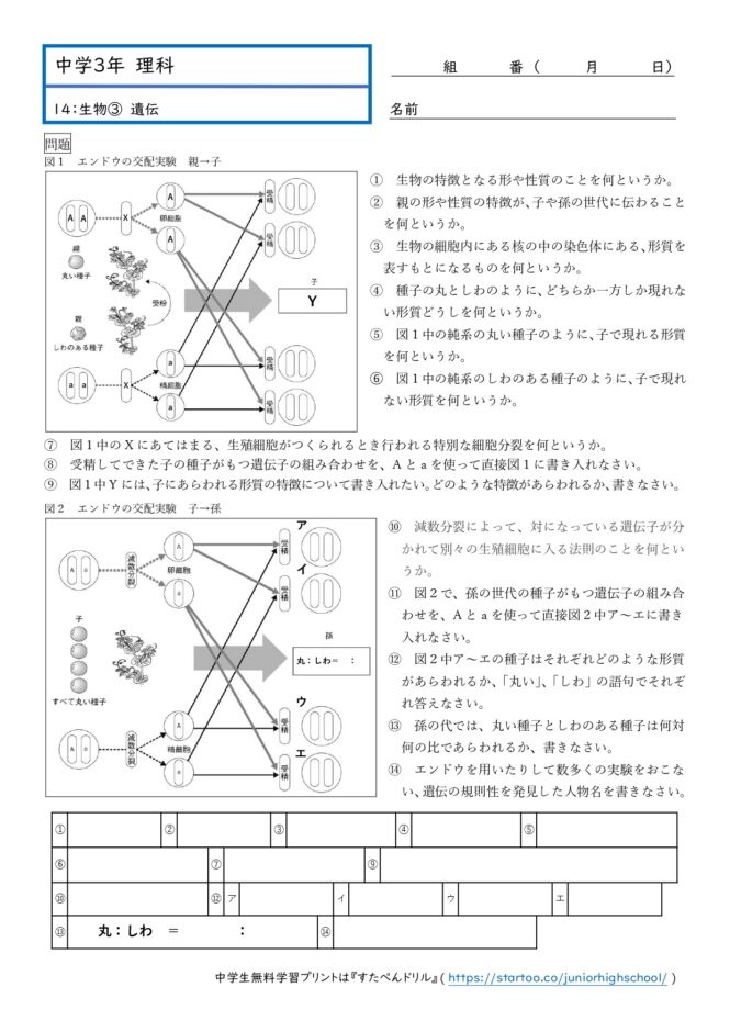 中3理科「遺伝」学習プリント無料ダウンロード・印刷